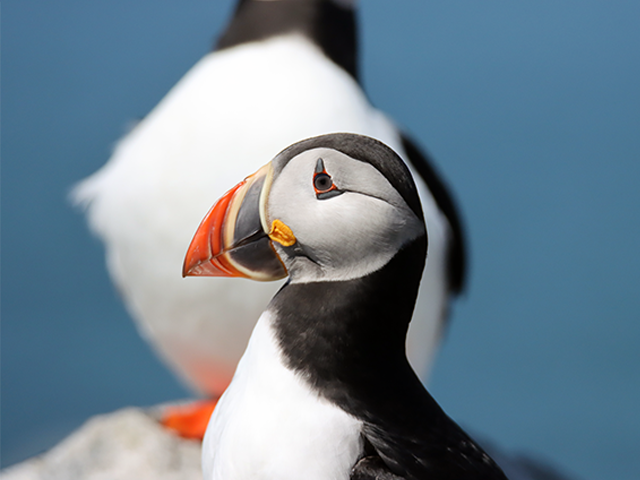 Atlantic Puffin by Kevin Burke